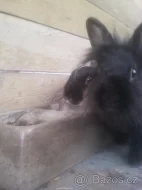 Zakrslý králíček s vybavením