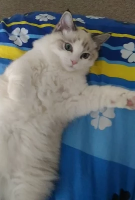 Ragdoll koťátka s PP kocourek Yoda
