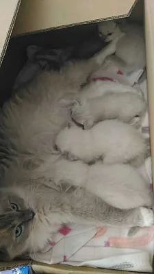 Ragdoll koťátka s PP odběr od 26.11.2018