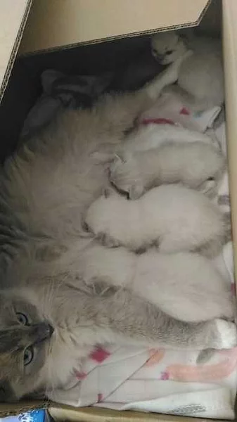 Ragdoll koťátka s PP odběr od 26.11.2018