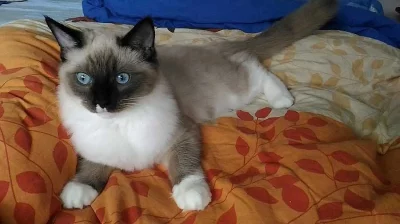 Kocourek ragdoll Yonathan s PP