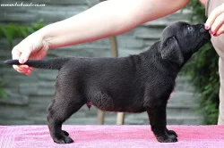 Štěňata Labrador Retriever s PP