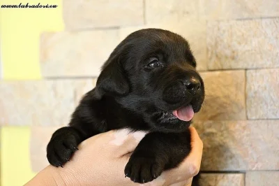 Štěňata Labrador Retriever s PP