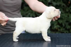 Štěňata Labrador Retriever s PP