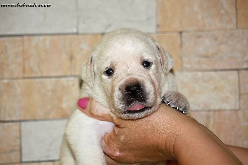 Štěňata Labrador Retriever s PP