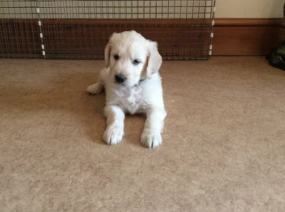 Goldendoodle šteňa na predaj