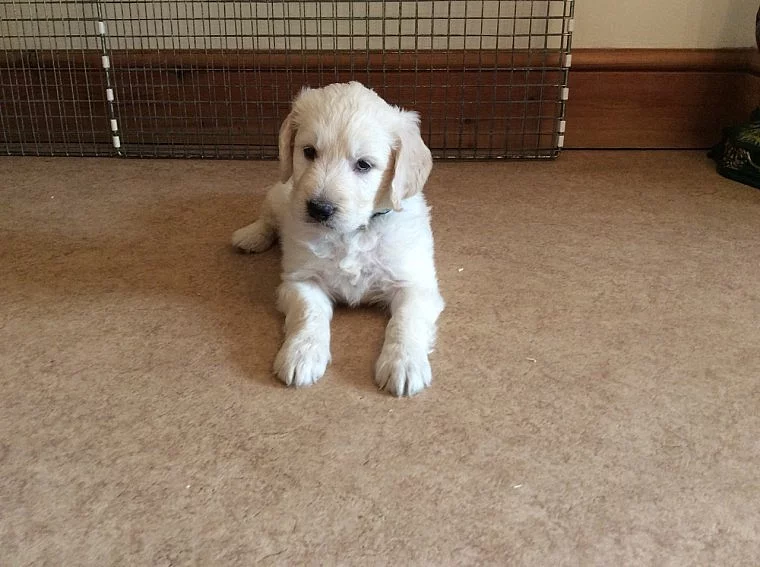 Goldendoodle šteňa na predaj