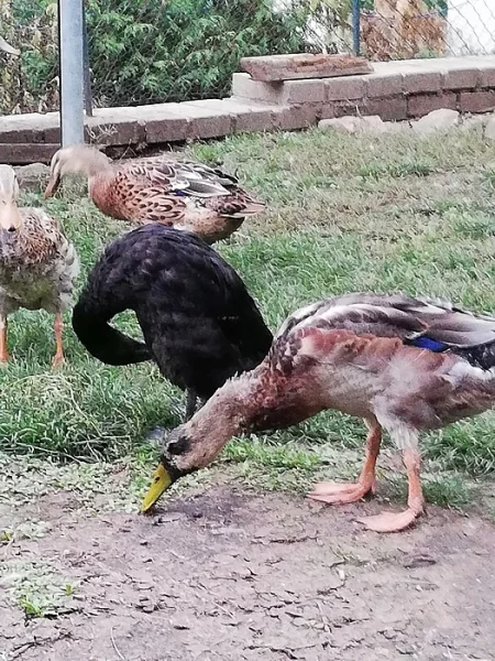 Kachny - Indický běžec