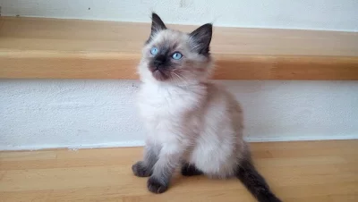 Ragdoll bez PP