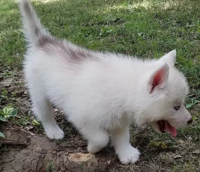 čisté štěňata husky Sibiře.