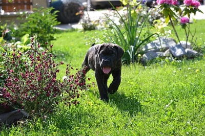 Štěňátka Cane Corso zlatá a černá s PP