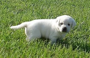 Prodám štěňata labradorského retrievera