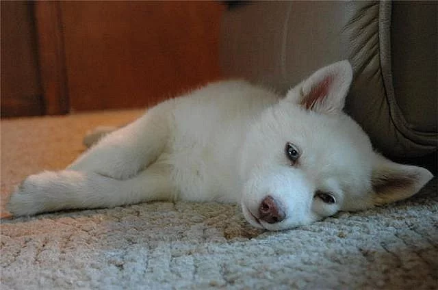 Sibiřský husky štěňata
