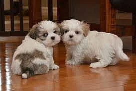 Shih Tzu štěňata