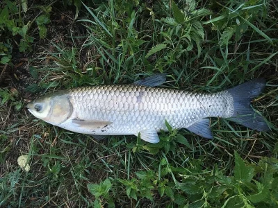 Prodám tříletého amura cca 1,5 - 2,2kg
