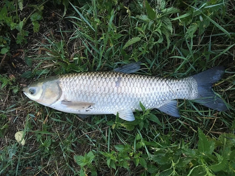 Prodám tříletého amura cca 1,5 - 2,2kg