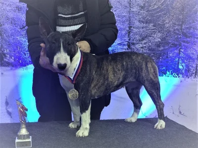 Mini bullterrier