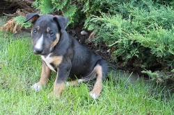 Mini bullterrier