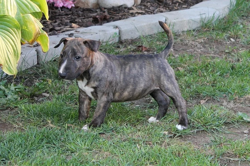 Mini bullterrier