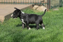 Mini bullterrier