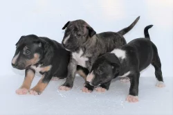 Mini bullterrier