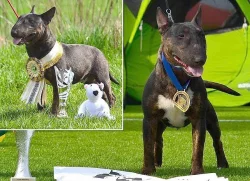 Mini bullterrier