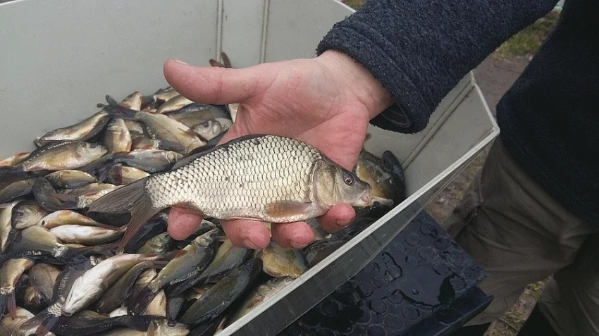 Prodám 900 kg kapra (vel. 15 cm)