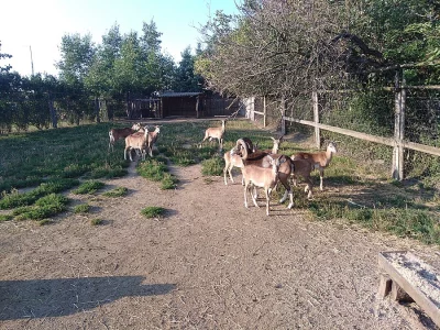 Muflonky a muflončata