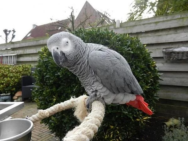 zdravý a aktivní šedý papoušek.