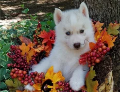Silné a zdravé sibiřské huskypug štěně.