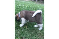 čisté štěně Akita Inu.