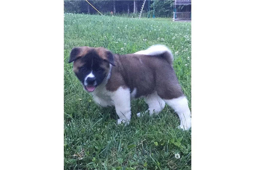 čisté štěně Akita Inu.