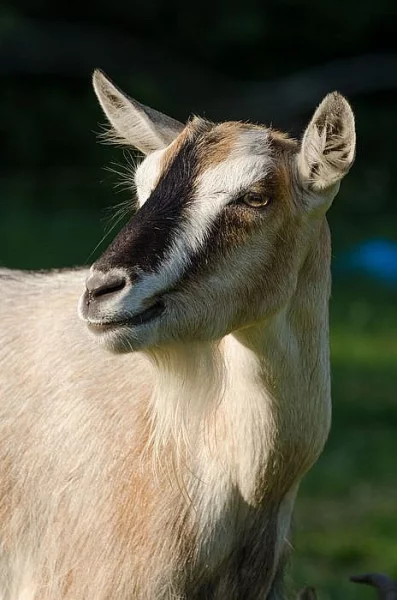 Prodáme dvě kozy