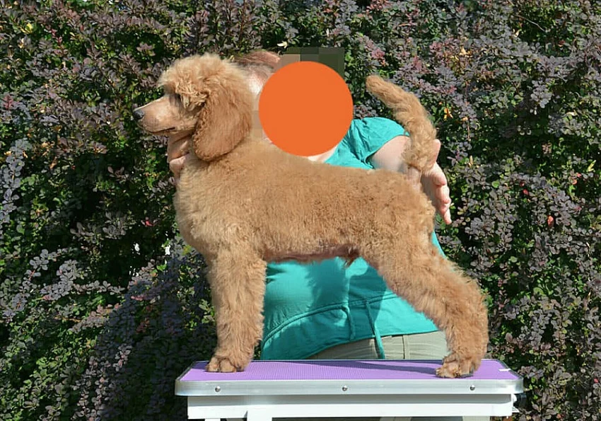 Pudl velký apricot