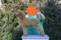 Pudl velký apricot
