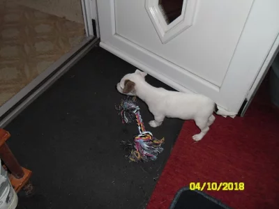 JACK RUSSEL PRAHA