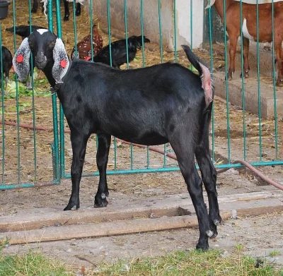 Anglonubijská kozička Mimi 87,5 AN prodám