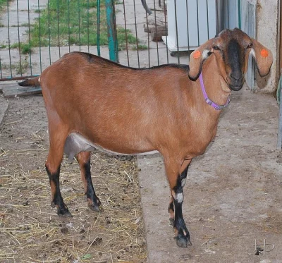 Anglonubijskou kozičku Polárku 75 % AN prodám