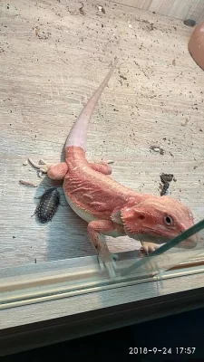 Red agama vousatá