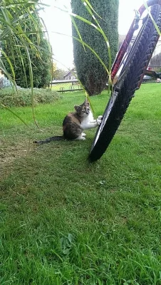 Daruji osmitýdenní koťata