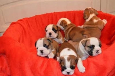 Anglický buldok - štěňátka s PP