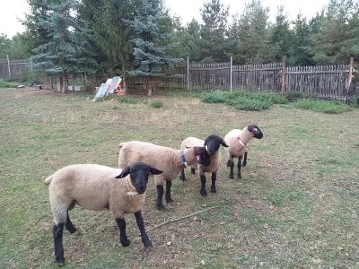 Plemenní berani