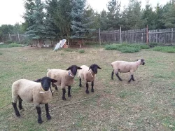 Plemenní berani