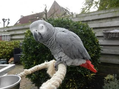 krásný a zábavný africký šedý papoušek pro nový domov.