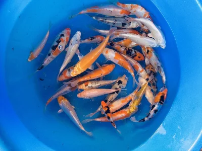 KOI 15-17cm