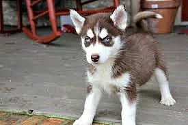 Zdravá sibiřský husky štěňata