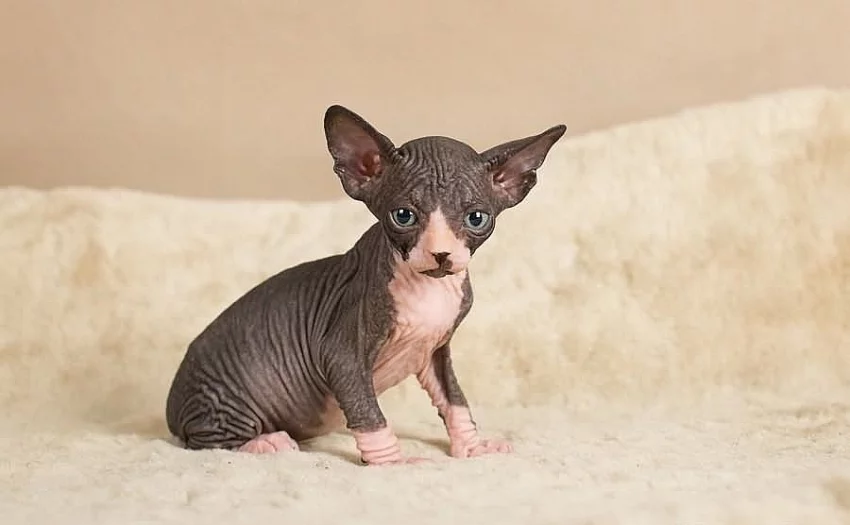 Don Sphynx kotatka s PP k prodeji