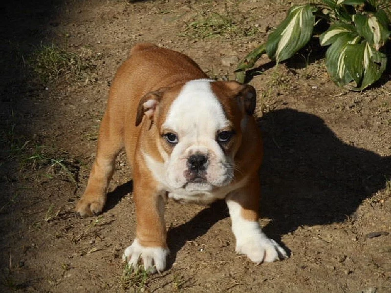 Anglický buldok - štěňata bez pp
