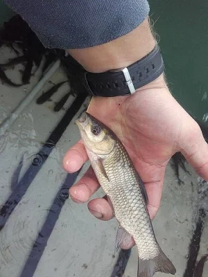 Násada amura a kapra