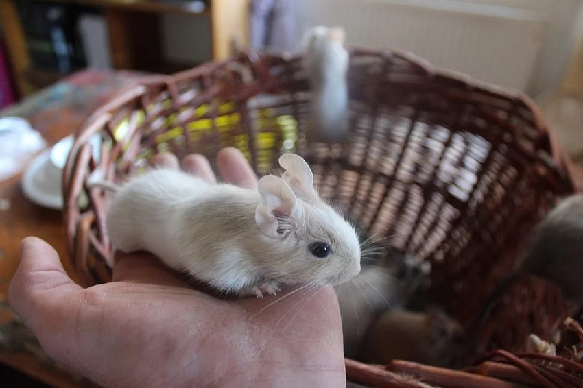 Osmák degu-sand/white